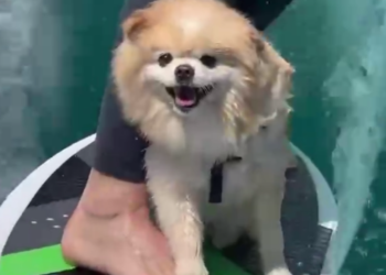 Шпиц покоряет волны в Сочи: история пушистого сёрфера