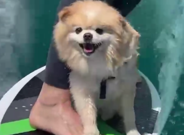 Шпиц покоряет волны в Сочи: история пушистого сёрфера