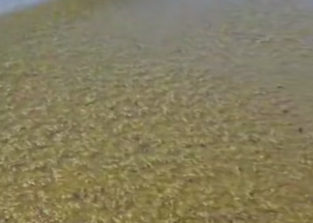 В Анапе к мазутной истории прибавилась камка. На подходе мор бычка?