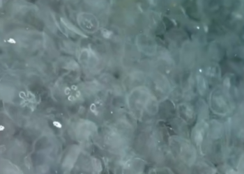 Сочи атаковали медузы: пляжи превратились в «кашу из стрекающих»