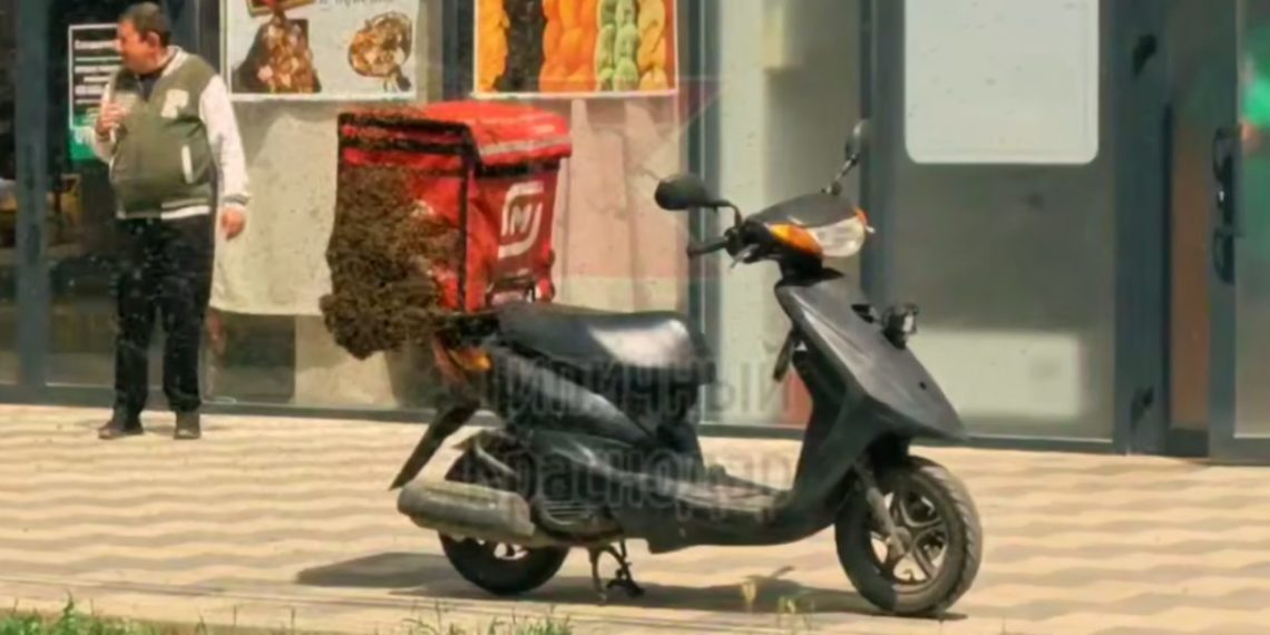 Пчелы заказали доставку: курьерский скутер в Краснодаре превратился в улей