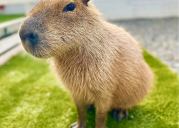 В Сочи продают капибару по цене машины