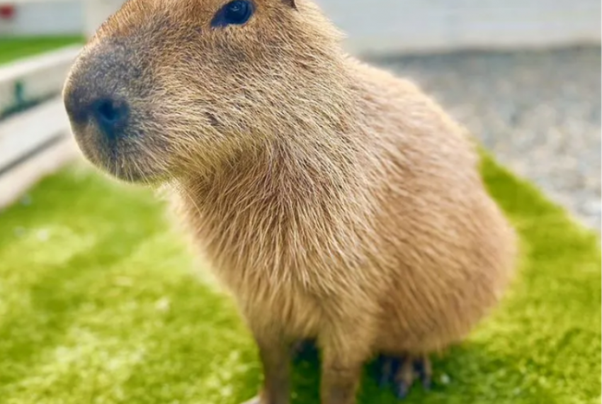 В Сочи продают капибару по цене машины