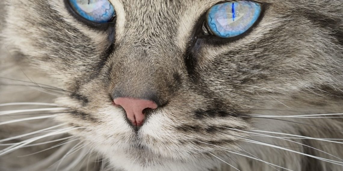 В Краснодаре выброшенный с восьмого этажа кот второй день сидит на дереве