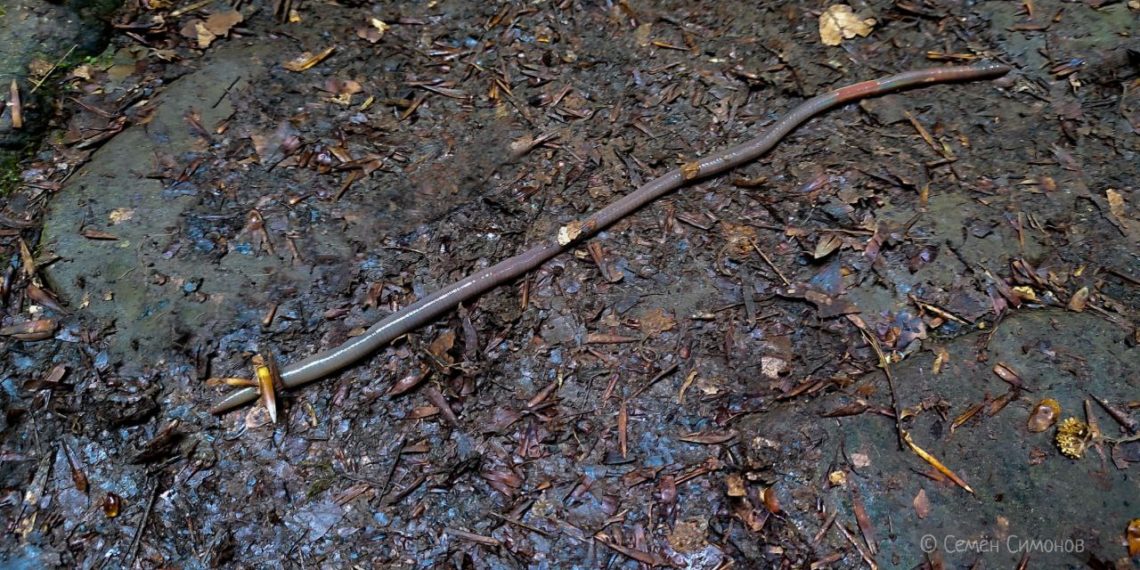 Гигантский дождевой червь удивил гида в Сочи: редкая находка на лесной тропе