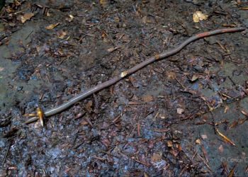 Гигантский дождевой червь удивил гида в Сочи: редкая находка на лесной тропе