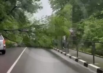 В Сочи упавшее дерево перекрыло дорогу
