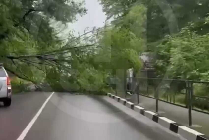 В Сочи упавшее дерево перекрыло дорогу
