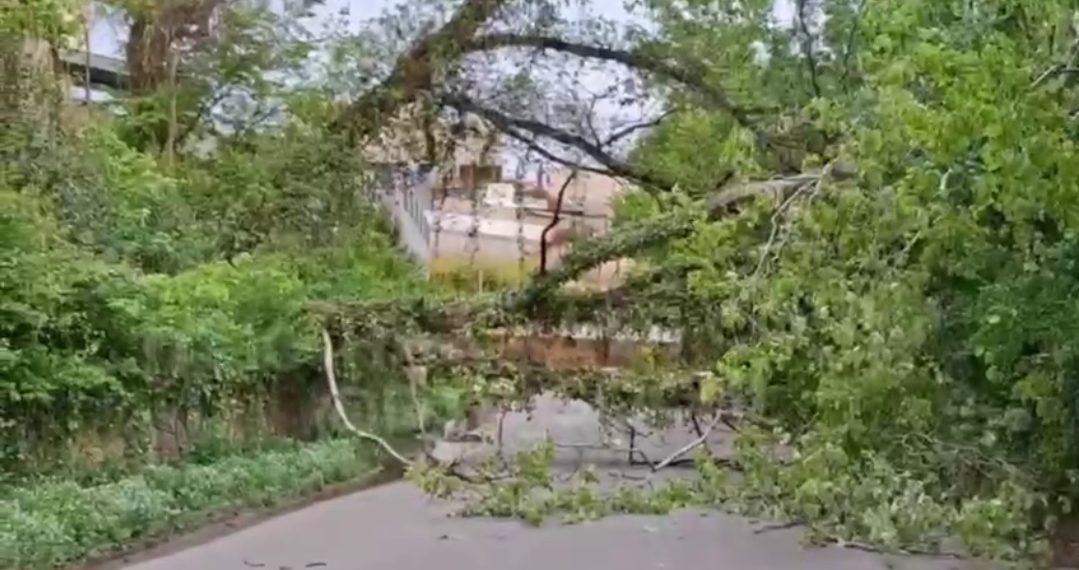 В Сочи упавшее дерево повредило газовую трубу и перекрыло дорогу