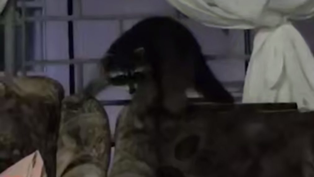 В кемпинге на Кубани енот ворует сладости у работников и туристов