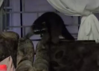 В кемпинге на Кубани енот ворует сладости у работников и туристов