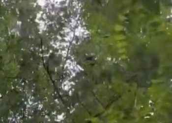 В Краснодаре забравшегося на дерево енота клевали вороны