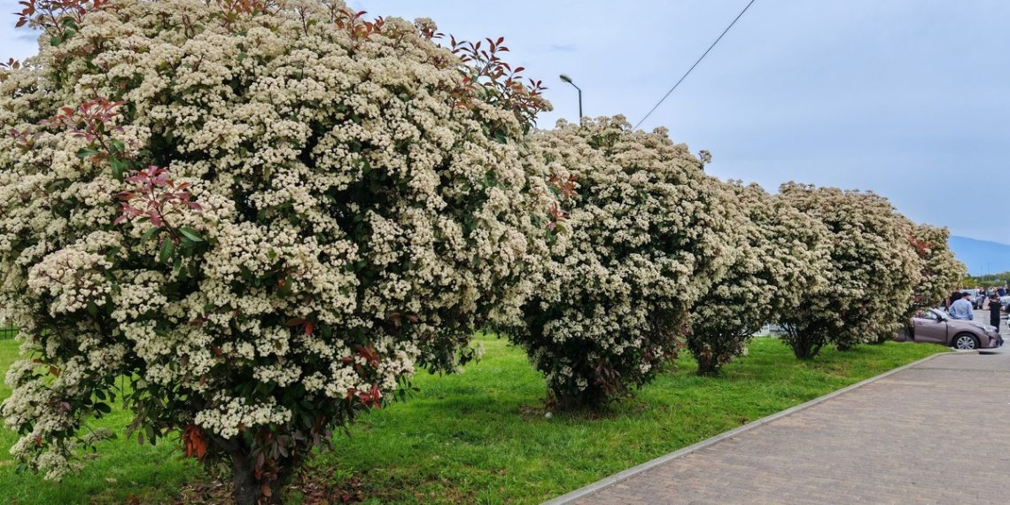 В Сочи белыми кружевными цветами покрылось «растение всех Светлан»