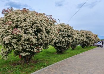 В Сочи белыми кружевными цветами покрылось «растение всех Светлан»