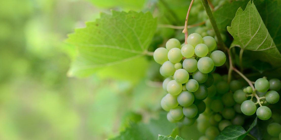 Кондратьев предложил защитить земли для винограда на всю страну