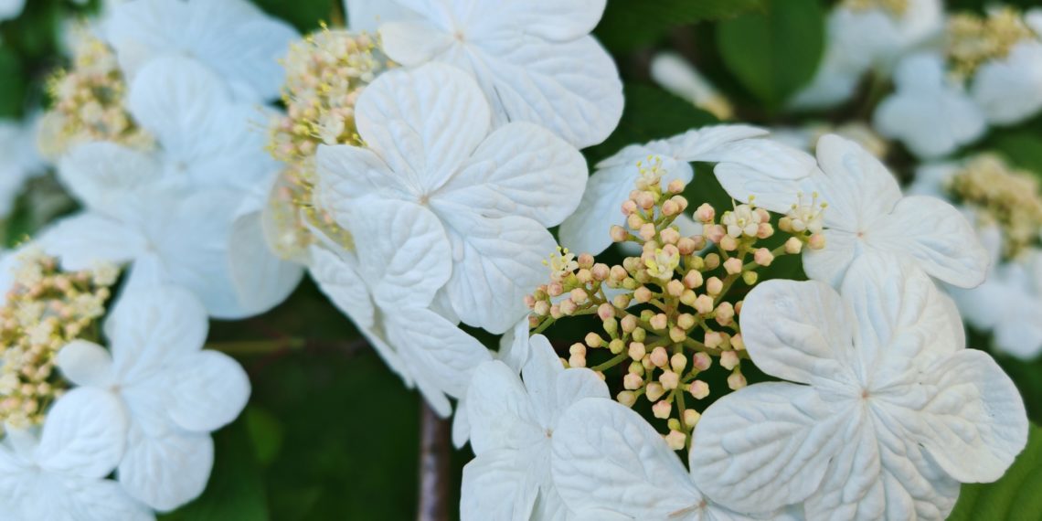 Калина Ябудемари зацвела в Сочи