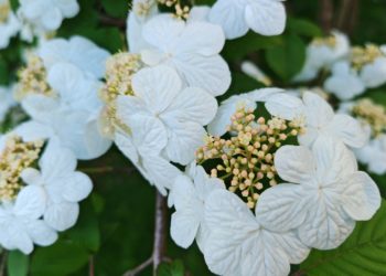 Калина Ябудемари зацвела в Сочи