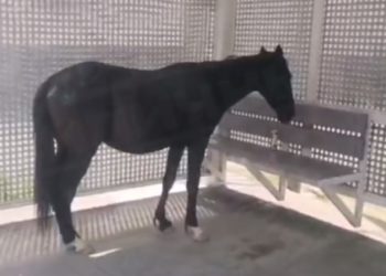 На остановке в Сочи второй день стоит конь