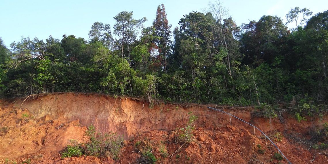 Деревья срубили — грунт поехал: как аренда земли обострила бедствие в Адлере