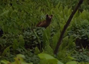 В Сочи сняли на видео медвежонка