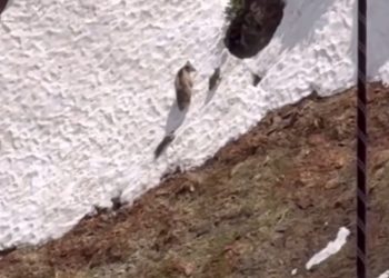 В Сочи заметили медведицу и двух дерущихся медвежат