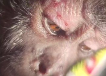 На Кубани пытались за 500 тысяч рублей продать раненую краснокнижную обезьяну