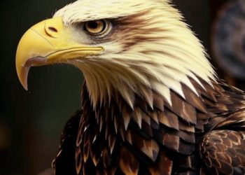 Сбежавший от фотоживодеров краснокнижный орлан проходит реабилитацию в Сочи