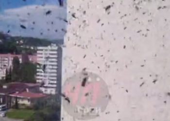 Рой ос атакует жителей Сочи