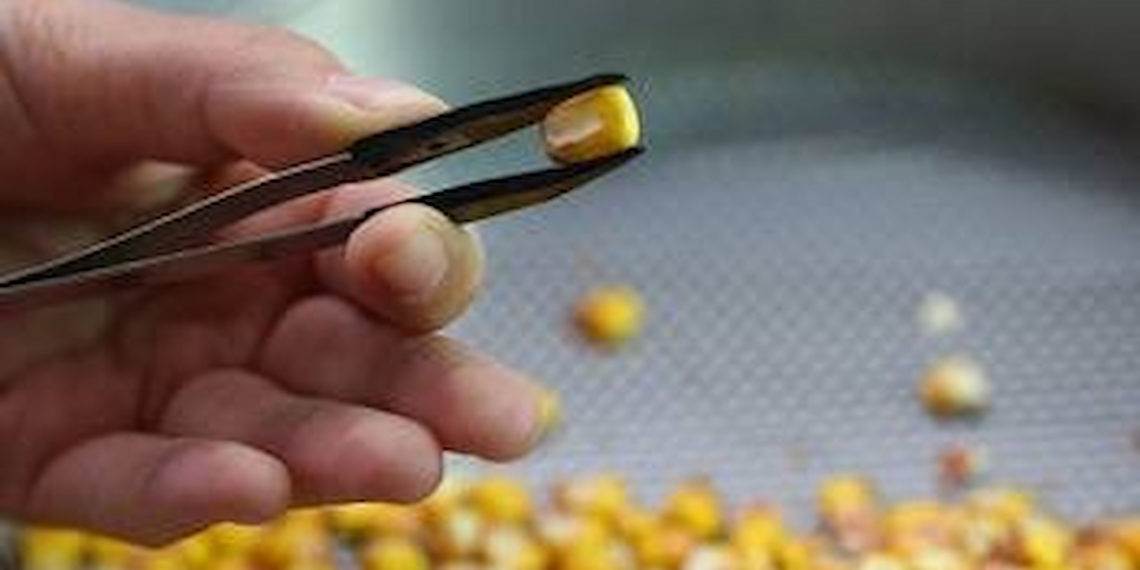 Опасный гриб из Сербии: ввоз 2 тонн семян кукурузы запретили на Кубани