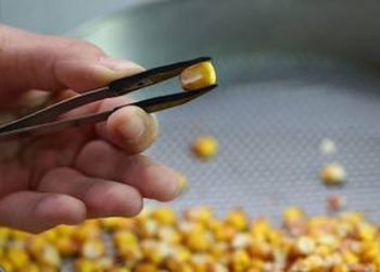 Опасный гриб из Сербии: ввоз 2 тонн семян кукурузы запретили на Кубани