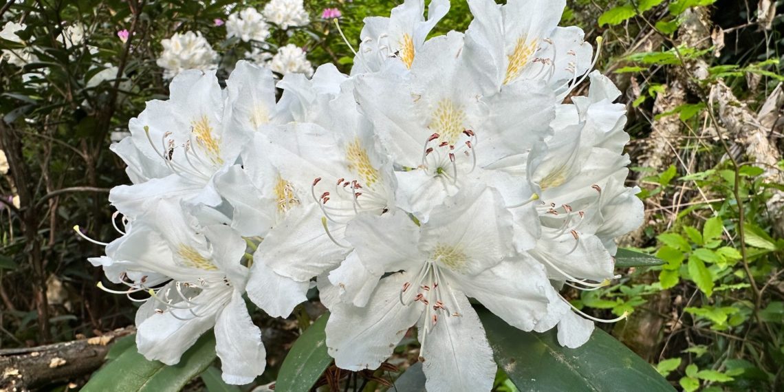 Ученые подтвердили уникальность белоцветковых рододендронов в Сочинском нацпарке