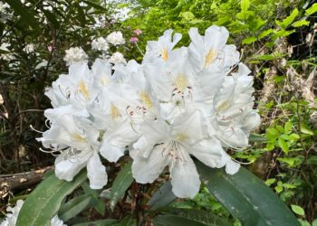 Ученые подтвердили уникальность белоцветковых рододендронов в Сочинском нацпарке