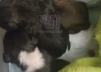 В Краснодаре выбросили в мусор новорожденных щенков