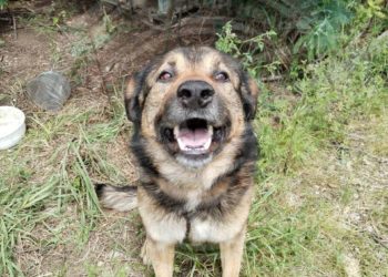 В Сочи собака укусила ребенка, зашедшего в чужой двор позвать друга