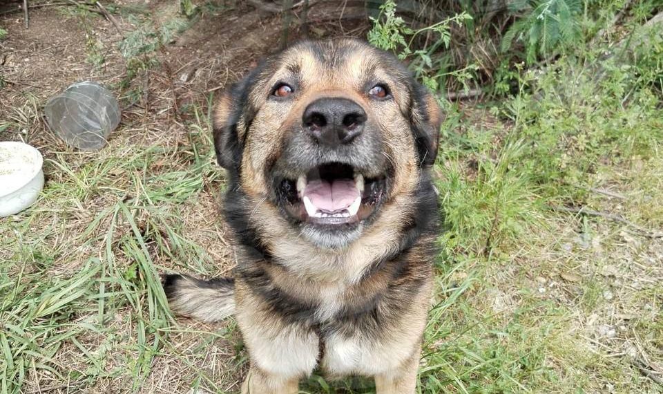 В Сочи собака укусила ребенка, зашедшего в чужой двор позвать друга