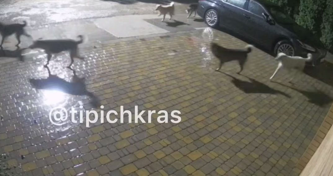 Под Краснодаром бродячие собаки растерзали кошку