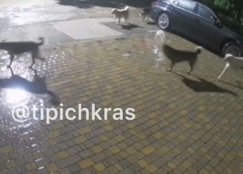 Под Краснодаром бродячие собаки растерзали кошку