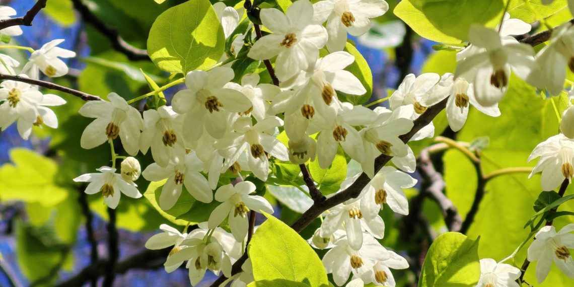 В Сочи цветёт уникальное растение