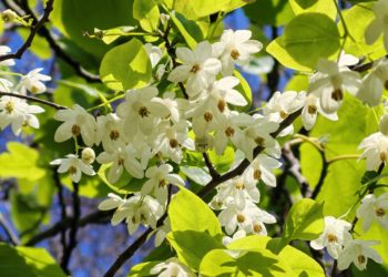 В Сочи цветёт уникальное растение