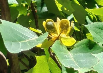 Сотрудник Сочинского нацпарка запечатлела цветущее тюльпановое дерево из Китая