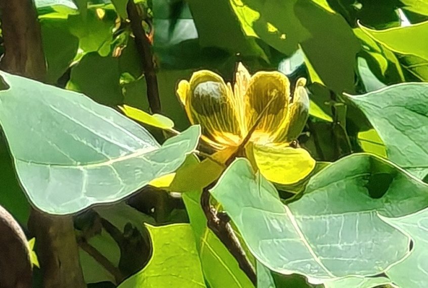 Сотрудник Сочинского нацпарка запечатлела цветущее тюльпановое дерево из Китая