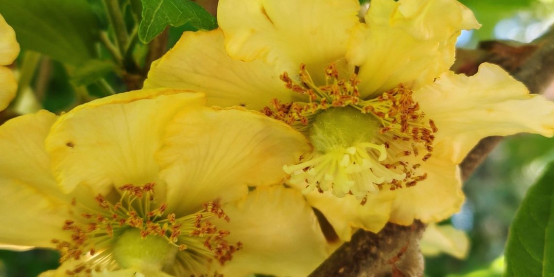 Используемое для борьбы с раком растение расцвело в Сочи