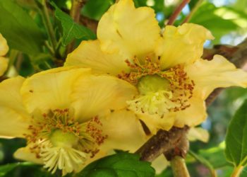 Используемое для борьбы с раком растение расцвело в Сочи