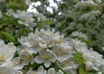 Прогноз погоды на среду и четверг 21 и 22 мая в Краснодарском крае