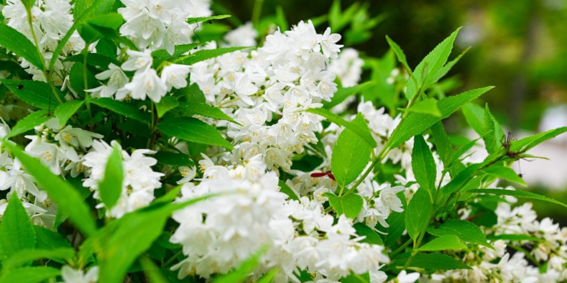 В Краснодаре зацвело растение, используемое для обретения внутреннего покоя