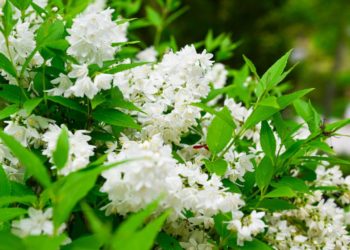 В Краснодаре зацвело растение, используемое для обретения внутреннего покоя