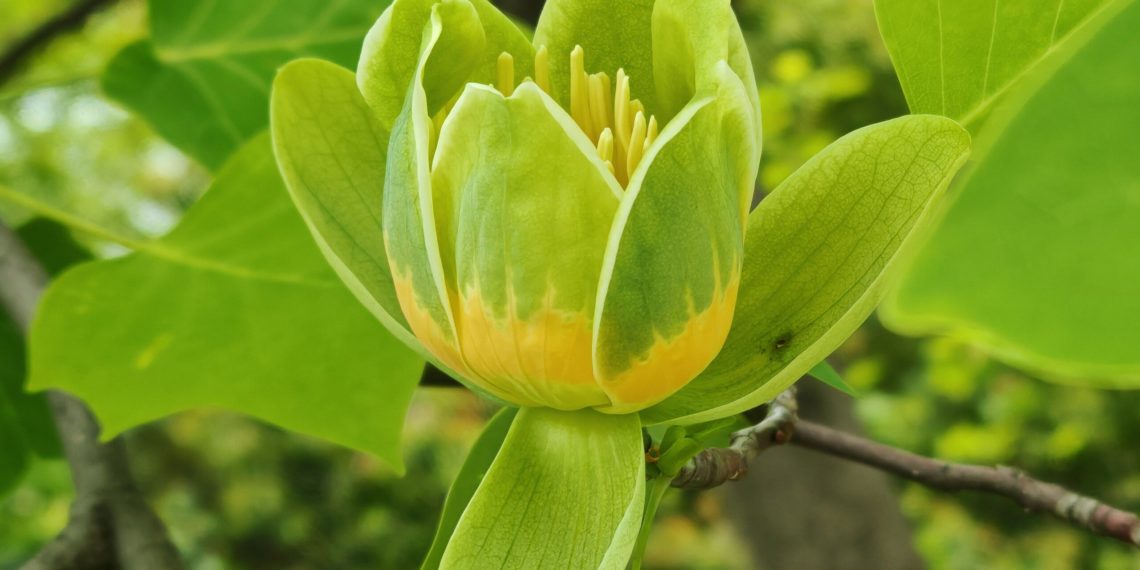 Тюльпановое дерево, способное жить 300 лет, уже цветет в Сочи