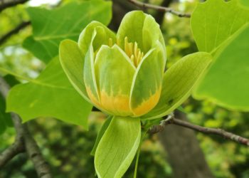 Тюльпановое дерево, способное жить 300 лет, уже цветет в Сочи