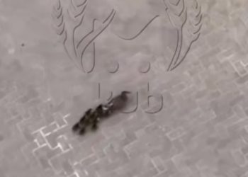 В краснодарском ЖК завелось семейство уток