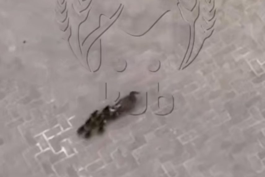 В краснодарском ЖК завелось семейство уток